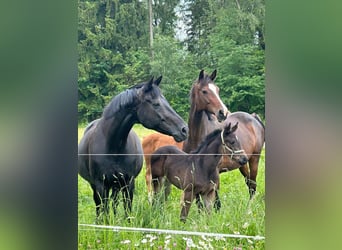 Cheval de sport allemand, Jument, 1 Année, Bai brun foncé