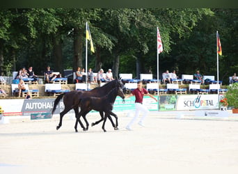 Cheval de sport allemand, Jument, 1 Année, Bai brun foncé