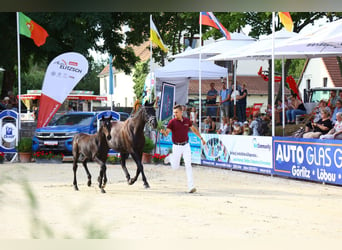 Cheval de sport allemand, Jument, 1 Année, Bai brun foncé