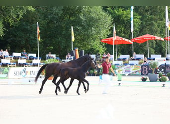 Cheval de sport allemand, Jument, 1 Année, Bai brun foncé