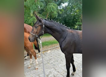 Cheval de sport allemand, Jument, 1 Année, Bai brun foncé