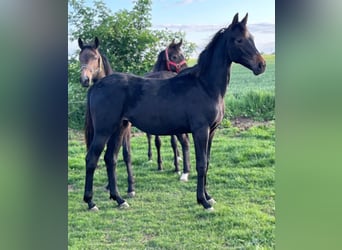 Cheval de sport allemand, Jument, 1 Année, Bai brun
