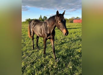 Cheval de sport allemand, Jument, 1 Année, Bai brun
