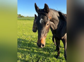 Cheval de sport allemand, Jument, 1 Année, Bai brun