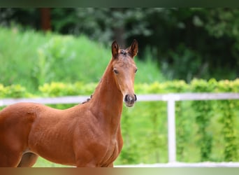 Cheval de sport allemand, Jument, 1 Année, Bai