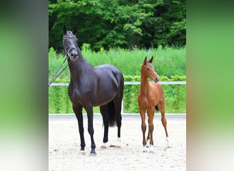 Cheval de sport allemand, Jument, 1 Année, Bai