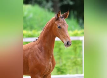 Cheval de sport allemand, Jument, 1 Année, Bai