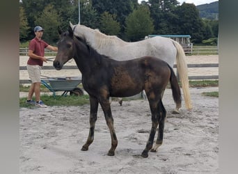 Cheval de sport allemand, Jument, 1 Année, Bai