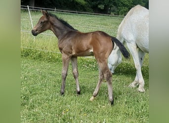 Cheval de sport allemand, Jument, 1 Année, Bai