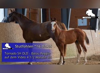 Cheval de sport allemand, Jument, 1 Année, Bai