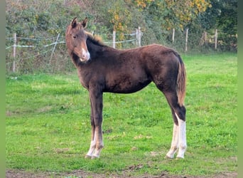 Cheval de sport allemand, Jument, 1 Année