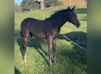 Cheval de sport allemand, Jument, 1 Année, Gris