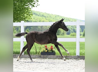 Cheval de sport allemand, Jument, 1 Année, Noir