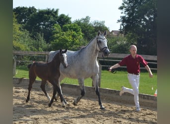 Cheval de sport allemand, Jument, 1 Année, Peut devenir gris