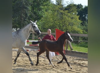 Cheval de sport allemand, Jument, 1 Année, Peut devenir gris