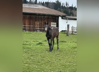 Cheval de sport allemand, Jument, 1 Année, Peut devenir gris
