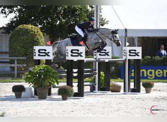 Cheval de sport allemand, Jument, 1 Année, Peut devenir gris