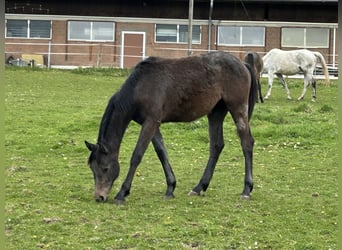 Cheval de sport allemand, Jument, 1 Année, Peut devenir gris