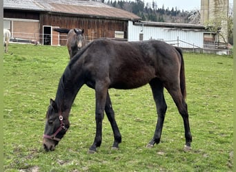 Cheval de sport allemand, Jument, 1 Année, Peut devenir gris