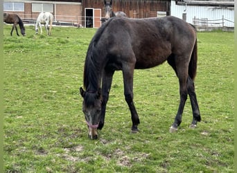 Cheval de sport allemand, Jument, 1 Année, Peut devenir gris
