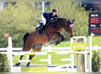 Cheval de sport allemand, Jument, 1 Année, Peut devenir gris