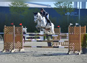 Cheval de sport allemand, Jument, 1 Année, Peut devenir gris