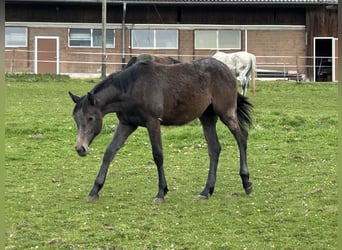 Cheval de sport allemand, Jument, 1 Année, Peut devenir gris