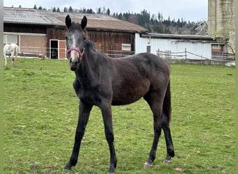 Cheval de sport allemand, Jument, 1 Année, Peut devenir gris