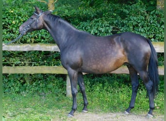 Cheval de sport allemand, Jument, 20 Ans, 165 cm