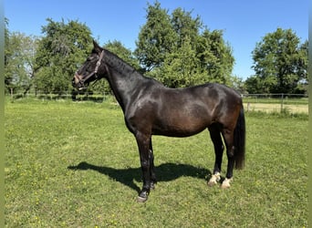 Cheval de sport allemand, Jument, 21 Ans, 164 cm, Bai brun foncé