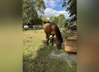 Cheval de sport allemand, Jument, 21 Ans, 165 cm, Bai