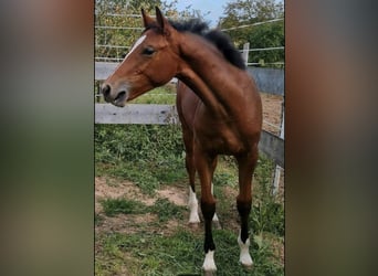 Cheval de sport allemand, Jument, 2 Ans, 154 cm, Bai