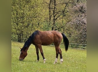 Cheval de sport allemand, Jument, 2 Ans, 154 cm, Bai