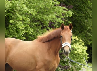 Cheval de sport allemand, Jument, 2 Ans, 155 cm, Alezan