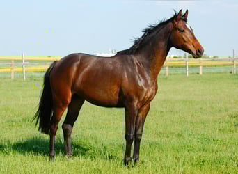 Cheval de sport allemand, Jument, 2 Ans, 160 cm, Bai brun