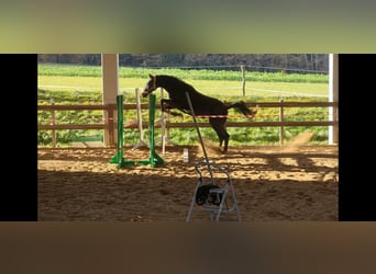 Cheval de sport allemand, Jument, 2 Ans, 160 cm, Noir