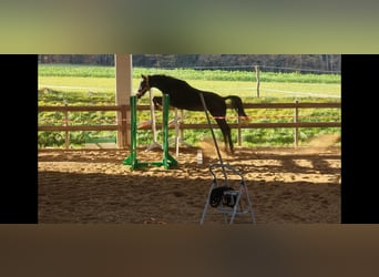 Cheval de sport allemand, Jument, 2 Ans, 160 cm, Noir