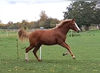 Cheval de sport allemand, Jument, 2 Ans, 162 cm, Alezan