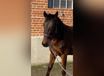 Cheval de sport allemand, Jument, 2 Ans, 165 cm, Bai