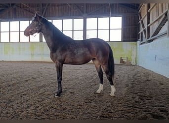 Cheval de sport allemand, Jument, 2 Ans, 167 cm, Bai