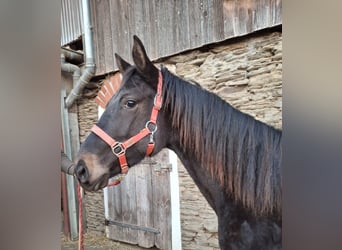 Cheval de sport allemand, Jument, 2 Ans, 170 cm, Bai brun foncé