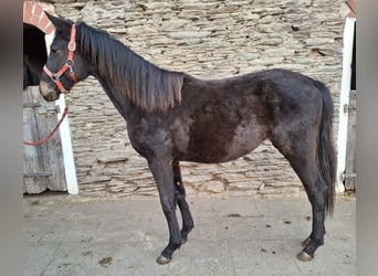 Cheval de sport allemand, Jument, 2 Ans, 170 cm, Bai brun foncé
