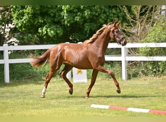 Cheval de sport allemand, Jument, 2 Ans, Alezan brûlé