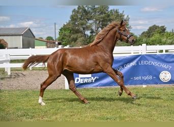 Cheval de sport allemand, Jument, 2 Ans, Alezan brûlé