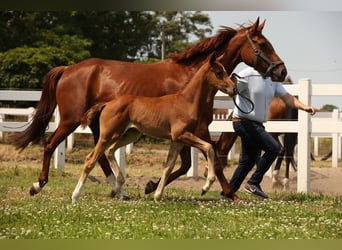 Cheval de sport allemand, Jument, 2 Ans, Alezan brûlé