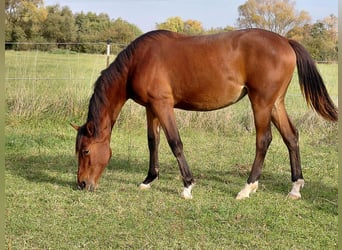 Cheval de sport allemand, Jument, 2 Ans, Bai