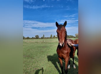 Cheval de sport allemand, Jument, 2 Ans, Bai