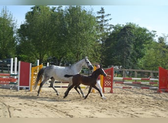 Cheval de sport allemand, Jument, 2 Ans, Peut devenir gris