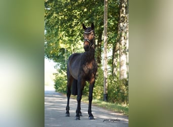 Cheval de sport allemand, Jument, 3 Ans, 155 cm, Bai brun