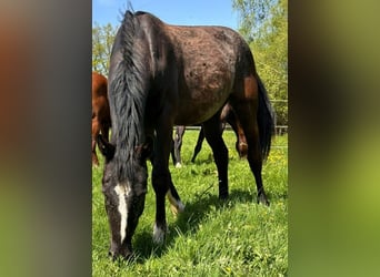 Cheval de sport allemand, Jument, 3 Ans, 155 cm, Noir